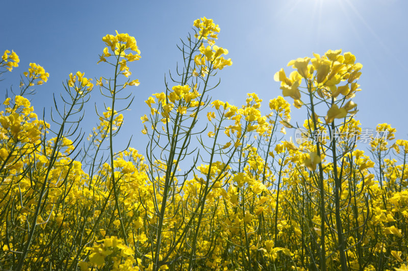 油菜田(Brassica napus)